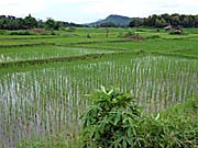 Ricepaddies at the Mekong at Sanyabury